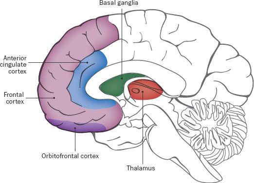 International Ocd Foundation What Causes Ocd