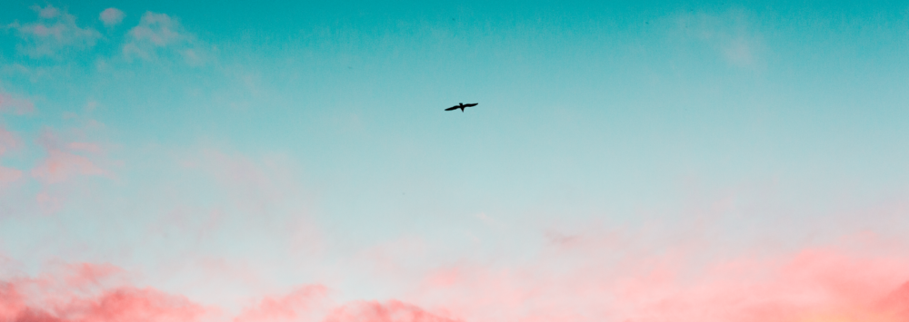 A bird flies against a turquoise sky bordered by pink and yellow clouds.