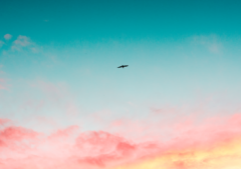 A bird flies against a turquoise sky bordered by pink and yellow clouds.